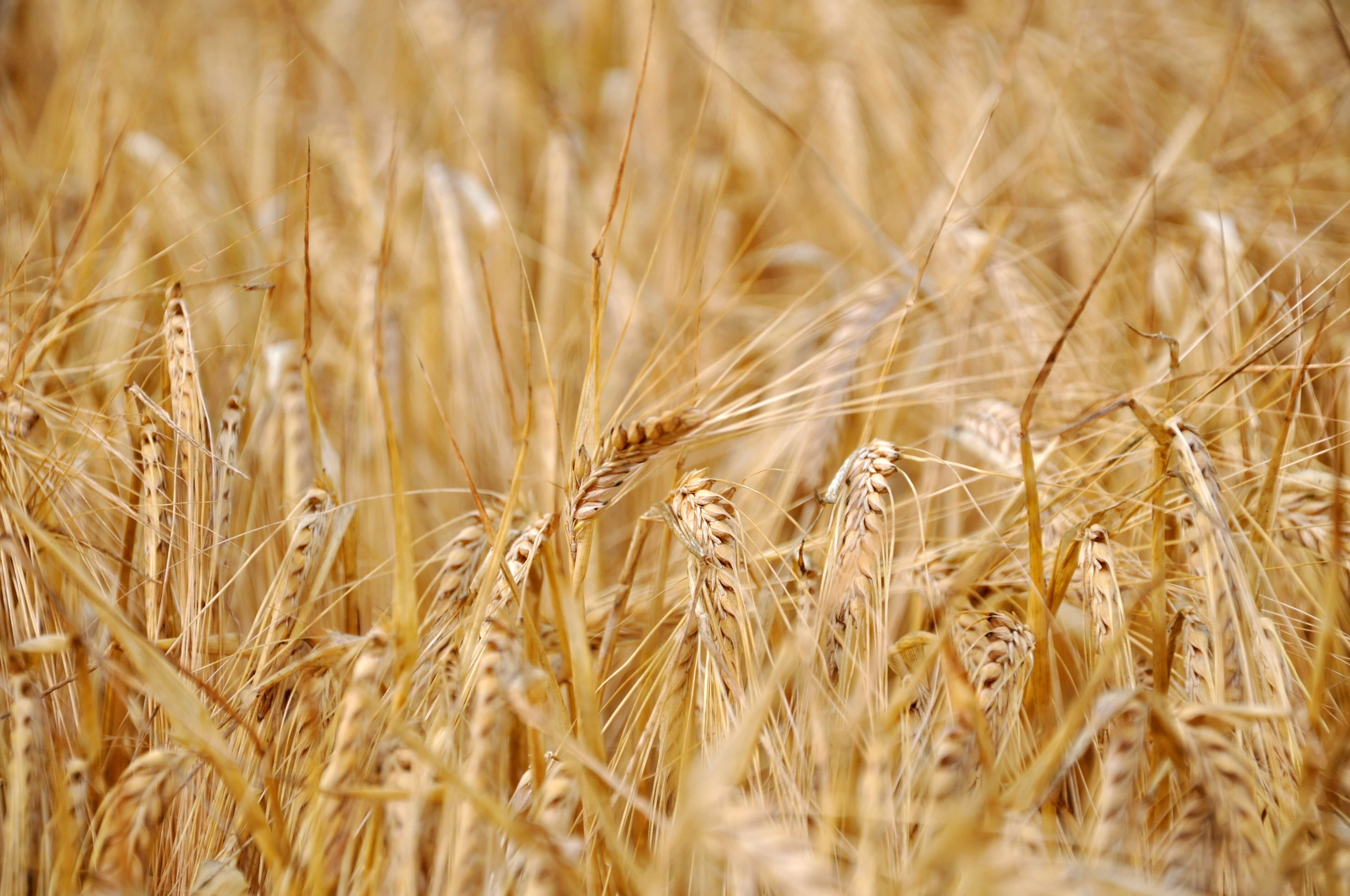 Picture of wheat in a field