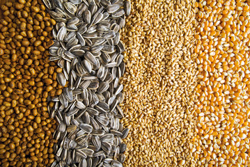 picture of grains