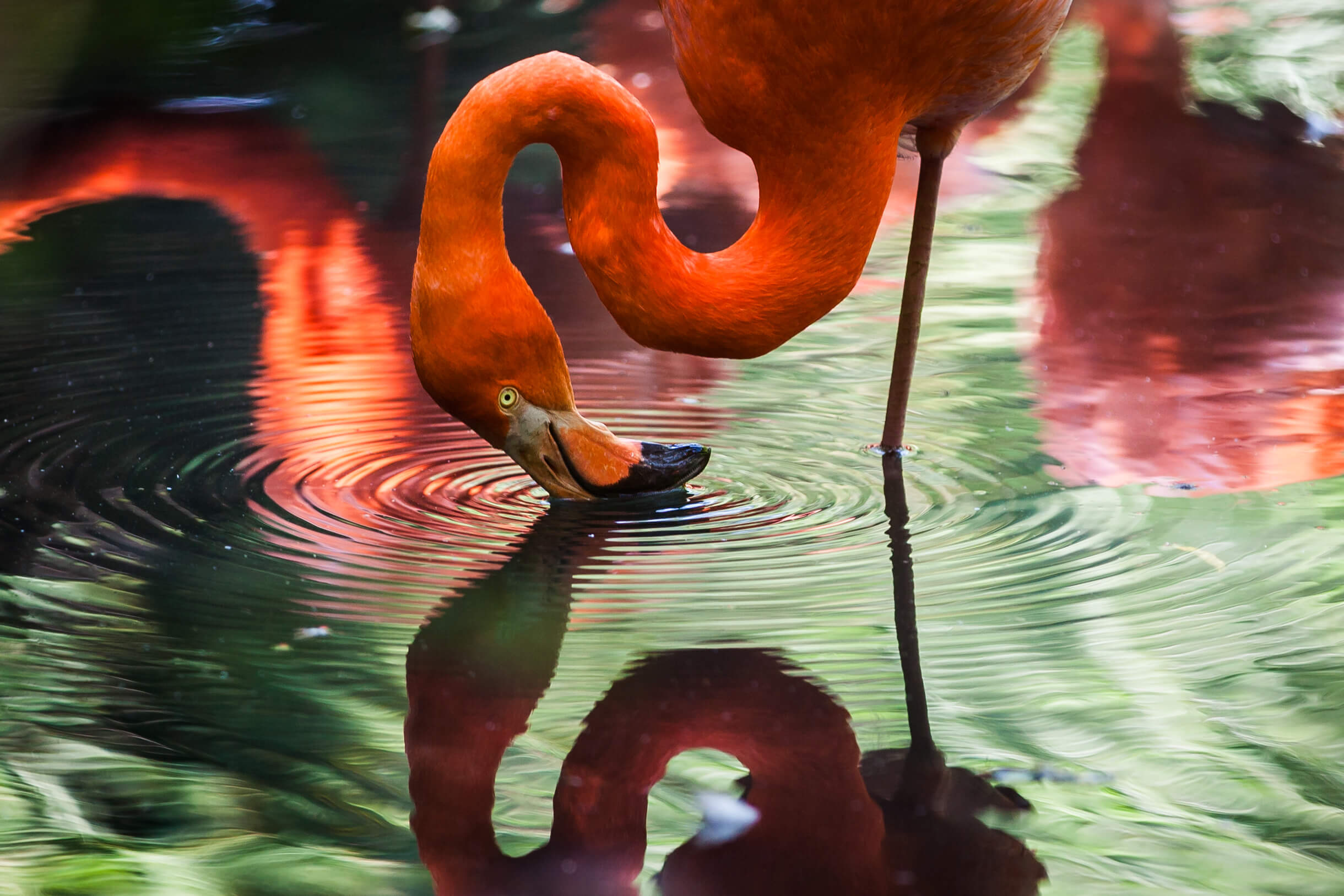Red Bird in a lake